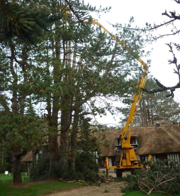 Élagage arbre Beaurepaire